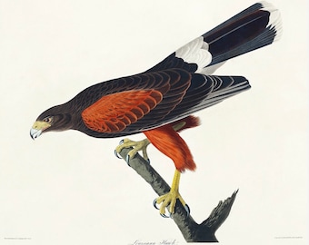 Vintage Louisiana Hawk Print,  Audubon print, Hawk print, Vintage Print, Bird Print - 35 Different sizes to choose from