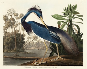 Vintage Louisiana Heron Print,  Audubon print, Heron print, Vintage Print, Bird Print