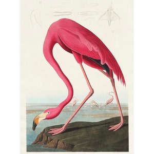 Vintage Pink Flamingo Print,  Audubon print, Flamingo print, Vintage Print, Bird Print - 35 Different sizes to choose from