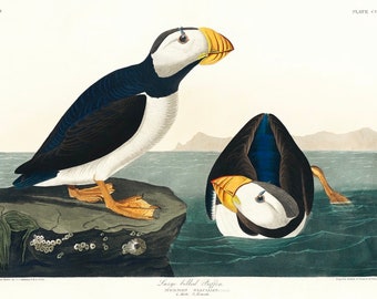Impresión vintage de frailecillo, impresión de Audubon, impresión de frailecillo, impresión vintage, impresión de pájaro: 35 tamaños diferentes para elegir
