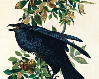 Vintage Raven Print,  Audubon print , Raven print, Vintage Print, Bird Print - 35 Different sizes to choose from