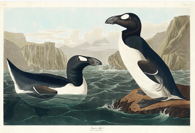 Vintage Great Auk Print, Audubon Print, Great Auk Print, Vintage Print ...
