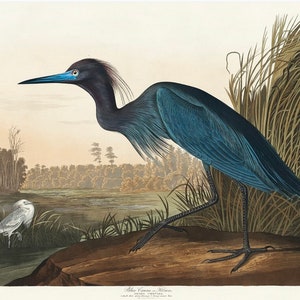Vintage Blue Heron Print,  Audubon print, Heron print, Vintage Print, Bird Print