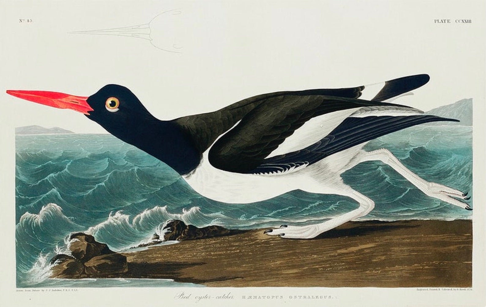 Vintage Pied Oystercatcher Print Audubon Print Oystercatcher Etsy UK