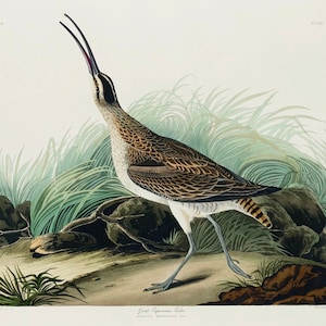 Vintage Hudsonian Curlew Print, Audubon Druck, Curlew Druck, Vintage Druck, Vogeldruck - 35 Verschiedene Größen zur Auswahl