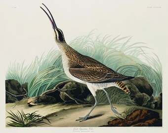 Vintage Hudsonian Curlew Print,  Audubon print, Curlew print, Vintage Print, Bird Print - 35 Different sizes to choose from