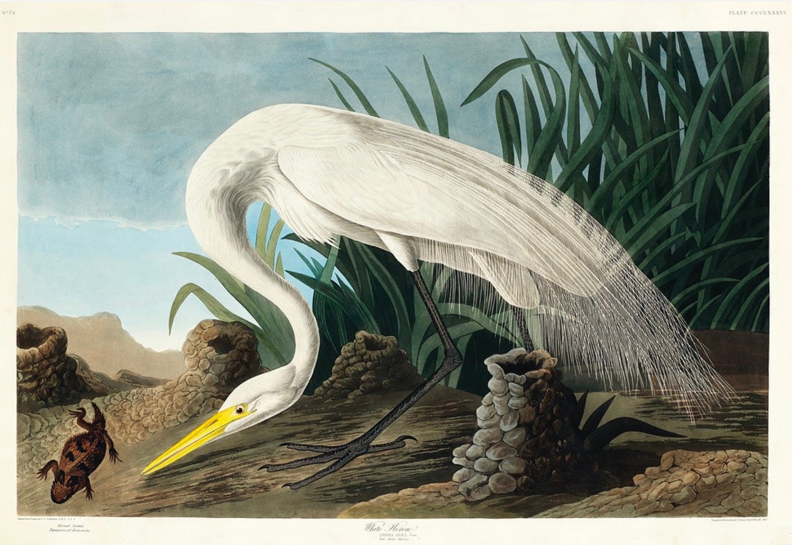 Vintage White Heron Print, Audubon Print, Heron Print, Vintage Print ...