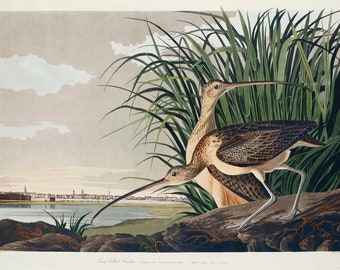 Vintage Long Billed Curlew Print,  Audubon print, Curlew print, Vintage Print, Bird Print - 35 Different sizes to choose from
