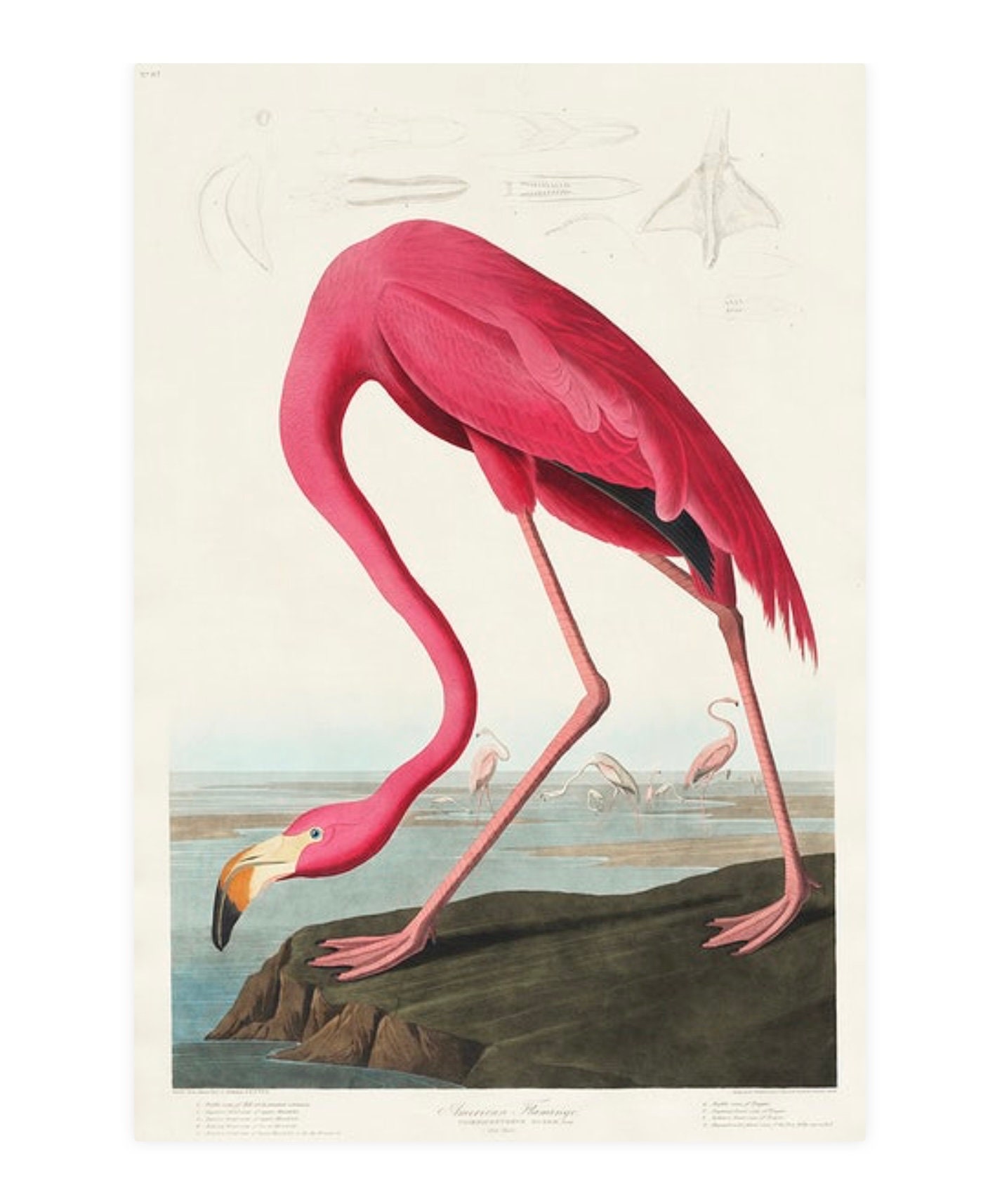Vintage Pink Flamingo Print Audubon Print Flamingo Print - Etsy