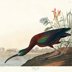 Vintage Glossy Ibis Print,  Audubon print, Ibis print, Vintage Print, Bird Print - 35 Different sizes to choose from