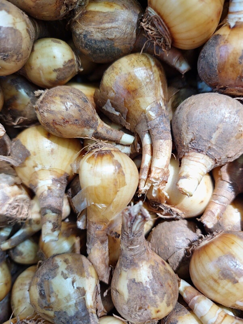 25 Double Flowers Yellow Daffodil Bulbs Wild Homesite Old Fashioned