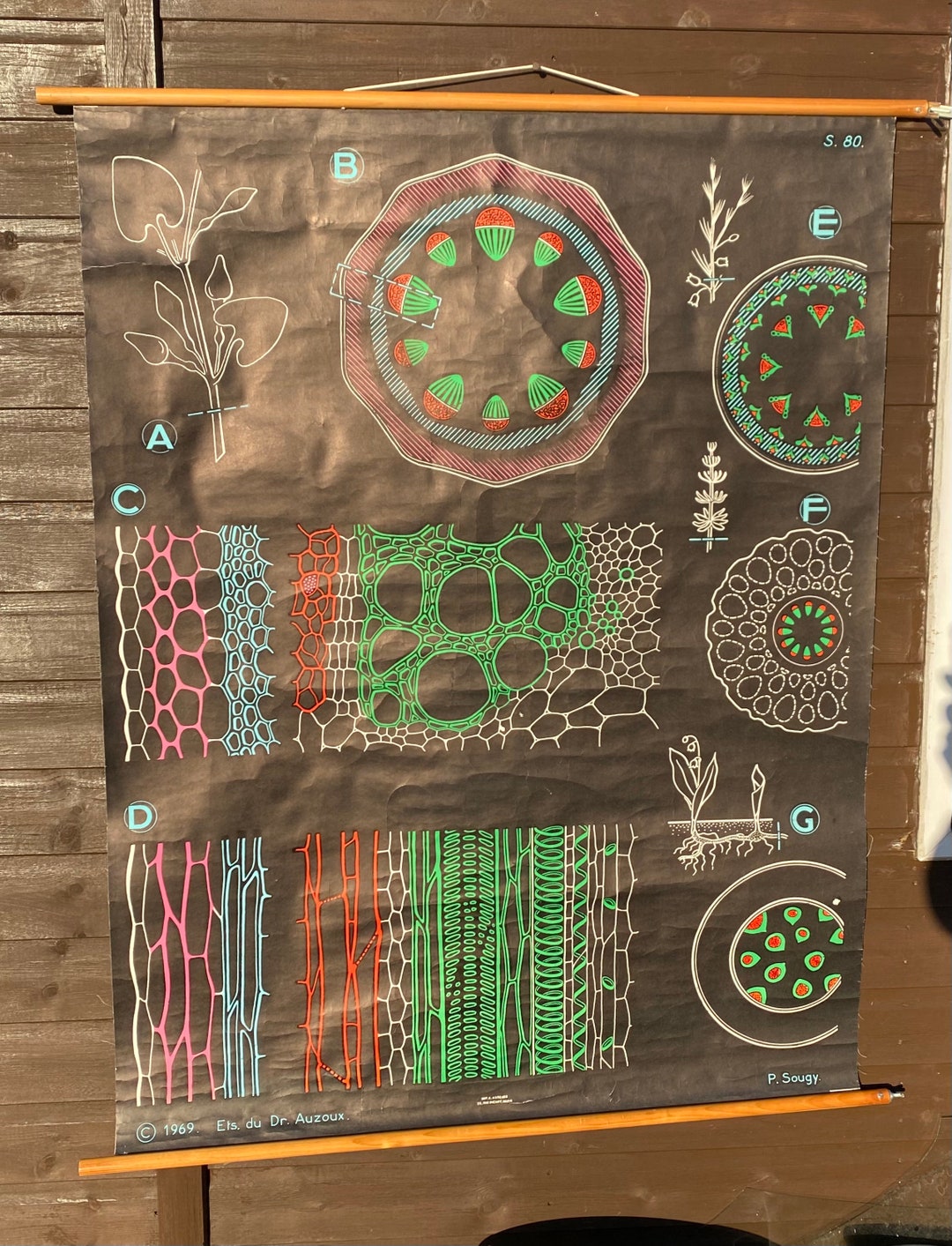 Vintage Dr Auzoux Botanical Pulldown School Chart Plant Anatomy Etsy