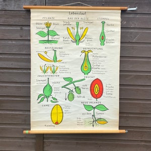 Vintage botanical roll down school chart of flower parts and functions