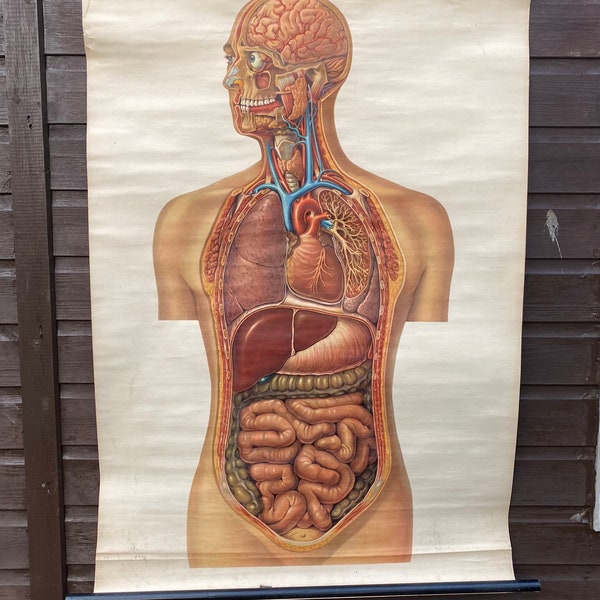 lovely old anatomical pull down school chart of human Internal organs.