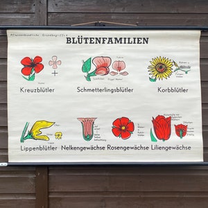 Vintage botanical roll down school chart of flower families types