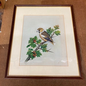 Stunning original watercolour by James Deacon of a Hawfinch c1980
