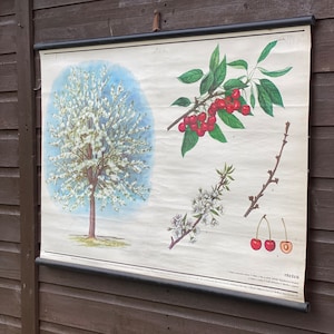 Vintage botanical roll down school chart of an Apple tree