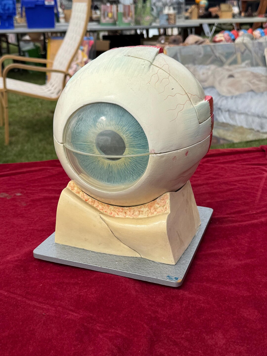 Vintage 10 X Life Size Model of Human Eye Educational Model Optometry ...