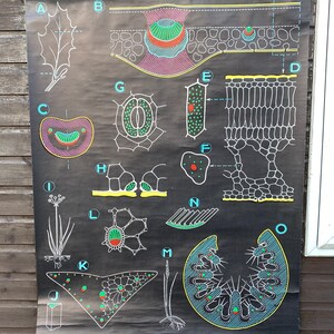以下が含まれることがあります： 植物細胞のカラフルなイラストが描かれた白黒の教育用チャート。チャートはAからOまでのアルファベットでラベル付けされており、「1969. Ers. du Dr. Auzoux」と「P. Sougy」のテキストが含まれています。