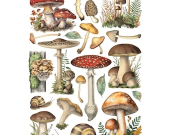 Stamperia A4 Decoupage Rice Paper - Mushrooms DFSA41000