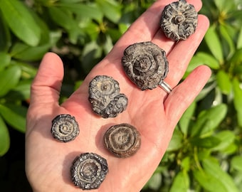 Rare SPIRAL PROPHECY STONE / Pseudomorph / Egypt Stone / Eye Crystal / Rare Stone / Meditation stone.