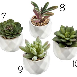 mini millie plant hanger with succulent image 5