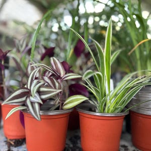 Tradescantia Zebrina Starter Plant 4-Pack: Wandering Jew, Spider Plant