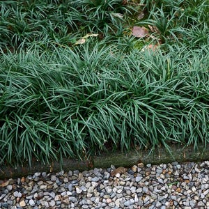 Mondo Grass Plant: Pet Friendly Evergreen Ground Cover