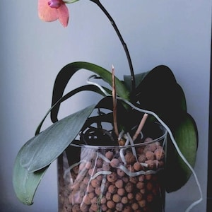 May include: A pink orchid plant with green leaves growing in a clear glass vase filled with brown clay pebbles.