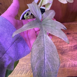 May include: A close-up of a large, textured, green and gray plant leaf with a unique shape. The leaf is held in a hand, with other leaves and a white pot visible in the background. The plant has a light green color.