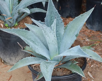 Blue Americana Agave Plant, free shipping