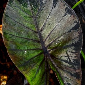 Colocasia Black  STARTER PLANTS (Taro) elephant ear