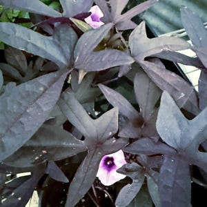 May include: Close-up of a plant with dark purple, heart-shaped leaves. A few light purple flowers with dark purple centers are visible among the leaves. The plant is in a black pot, with other green plants in the background.