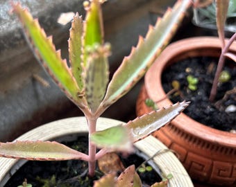 Leopard Mother of Thousands Kalanchoe Daigremontiana Alligator pup