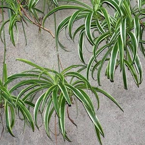 Reverse verigated Spider plant, Easy Care for, Air Purifier, removes negativity