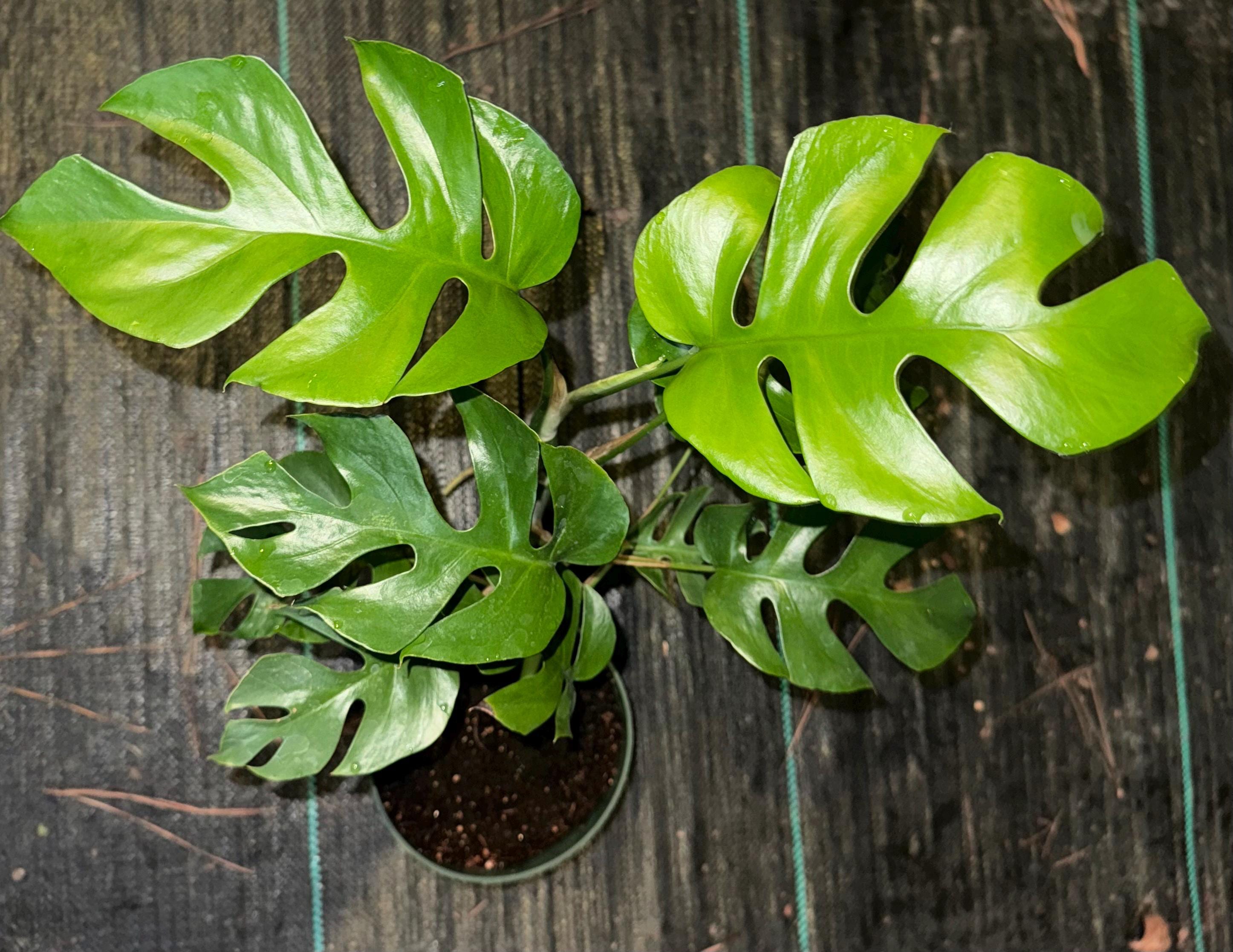 philodendron columbia Philodendron sp. Columbia main image 1