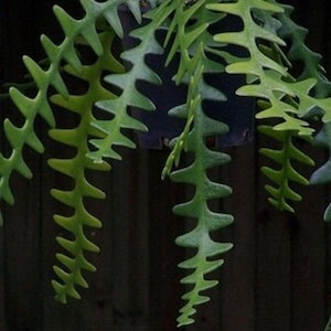Fishbone Zigzag Cactus - Etsy