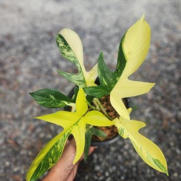 10 piante intere variegate di Philodendron Florida Beauty VENDITA ALL'INGROSSO