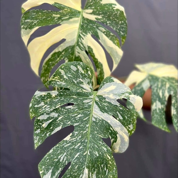 10x Monstera Thai Constellation full plants