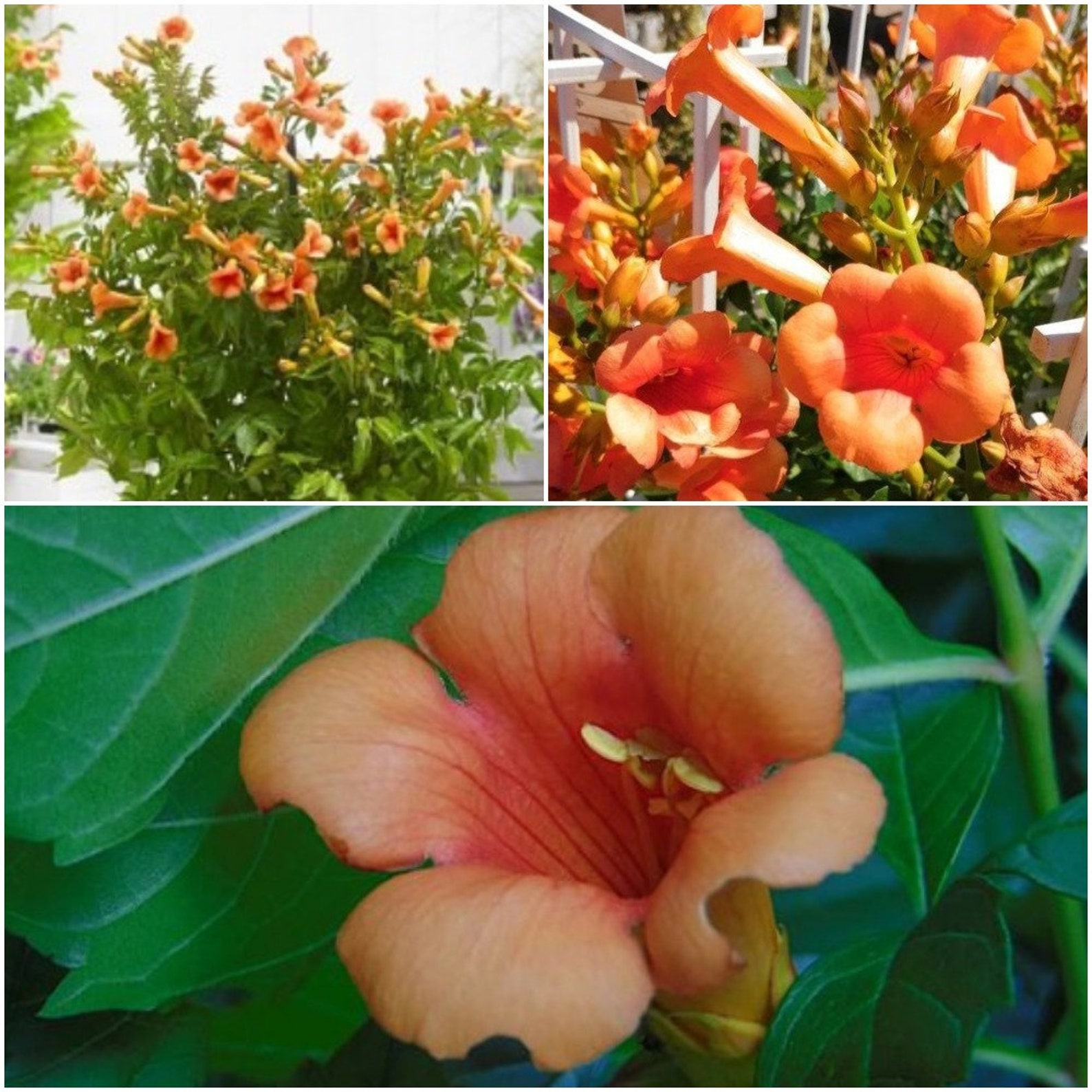 Indian Summer Trumpet Vine Plant Indian Summer Campsis Etsy
