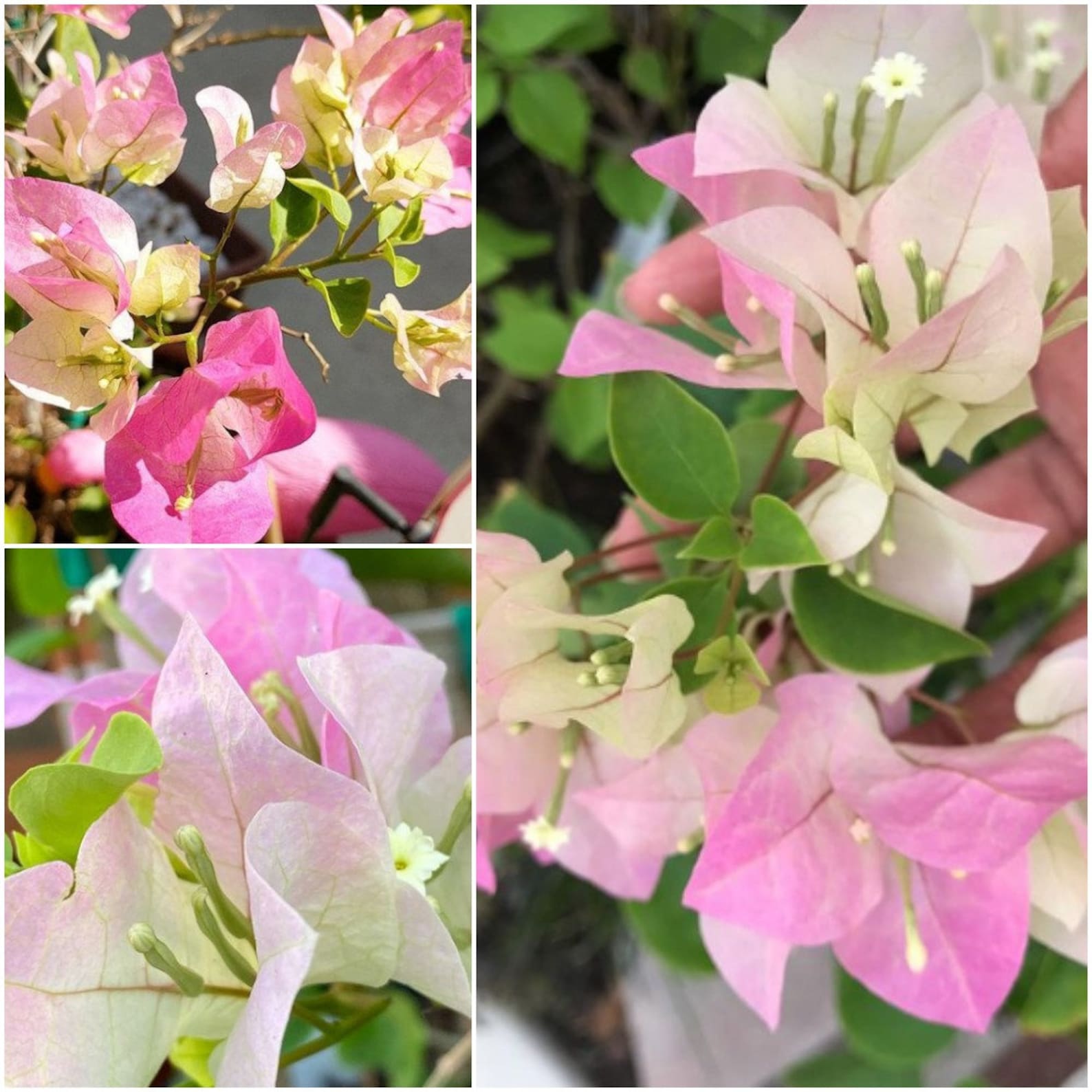 Pink and White Bougainvillea Plant Imperial Thai Delight Etsy