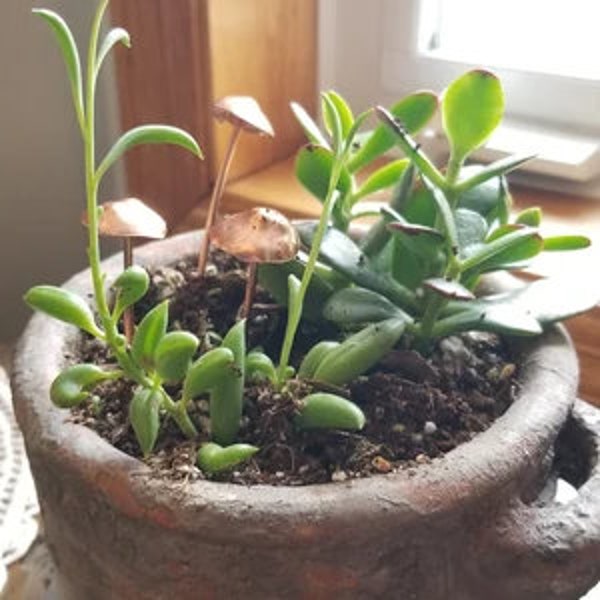 Champignon de jardin, ornement en métal cuivré, décoration extérieure pour rocaille, cadeau pour amateur de plantes