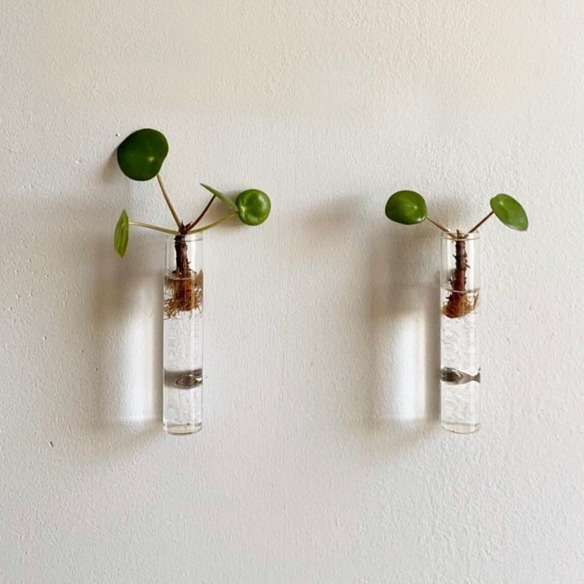 Propagation Glasses 3pk & 6pk Etsy