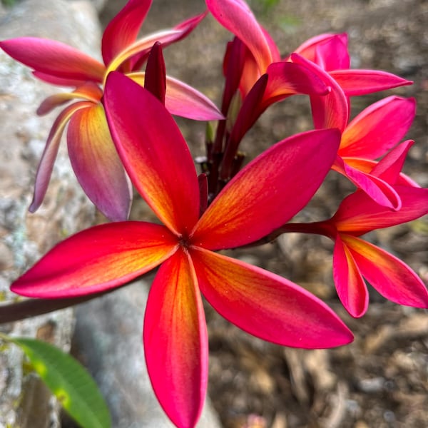 Angus Gold Plumeria Cutting Fragrant Hawaiian Tropical Plant (12-14")