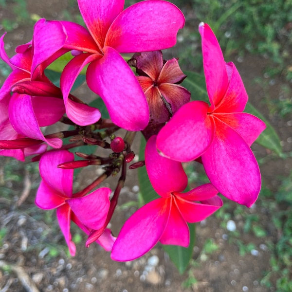Exotic Plastic Pink Fragrant Frangipani  saturated pink  Plumeria Unrooted Cutting 10-12 in Hawaiian Tropical Plants