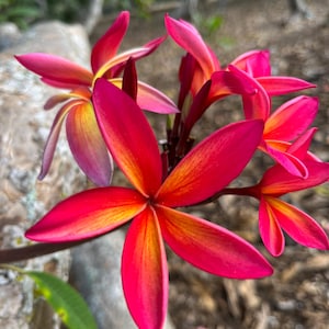 Peach scent &quot;Angus Gold&quot; Fragrant Frangipani  Plumeria Unrooted Cutting Hawaiian Tropical Plants