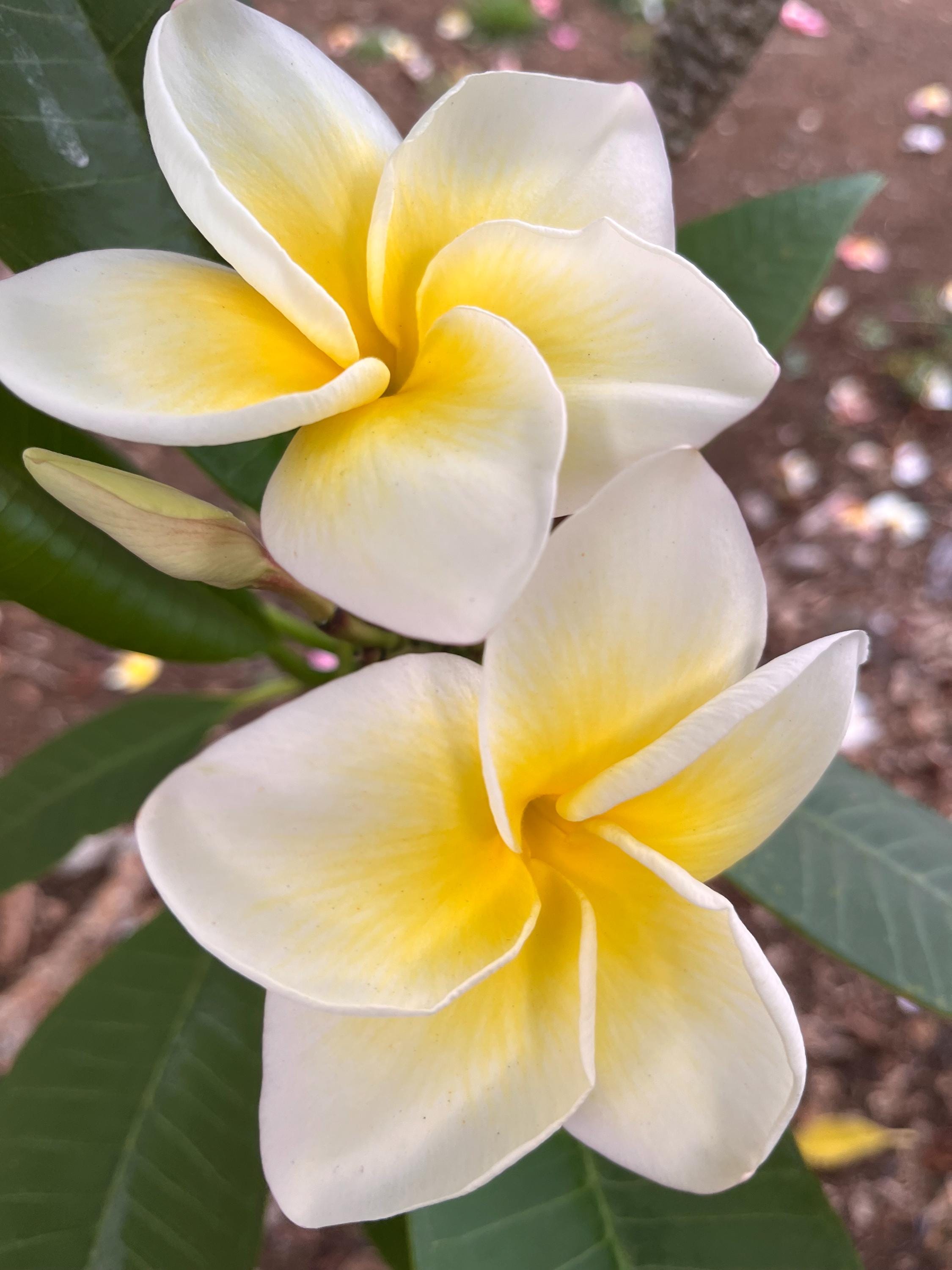 Fresh Plumeria Healthy Cutting Hawaiian Frangipani CINDY MORAGNE