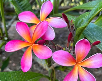 May include: Close-up of vibrant pink and orange plumeria flowers in full bloom. The petals transition from a bright pink at the edges to a warm orange near the center. Green leaves and stems provide a natural backdrop.