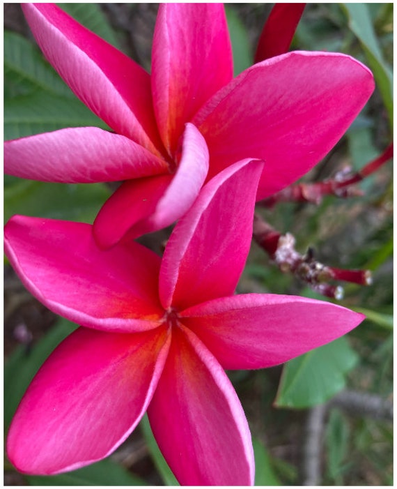 Hawaiian Plumeria Waimea pink-orange centered 20 seeds fresh | Etsy