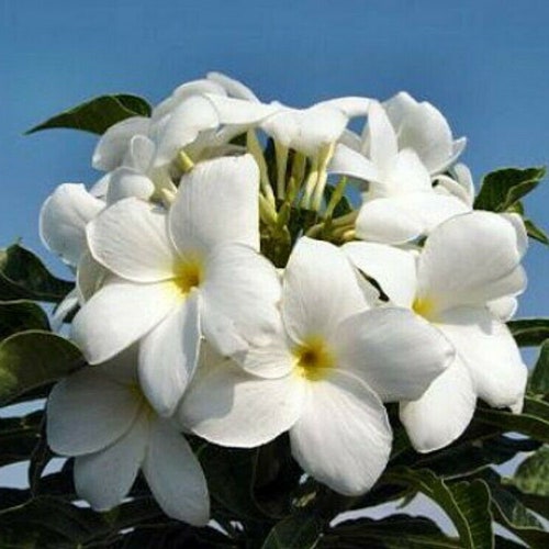 Hawaiian Plumeria Pudica 'bridal Bouquet' Golden Arrow - Etsy